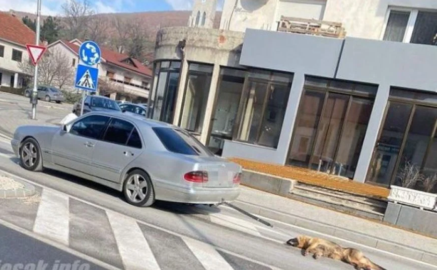 Zavezan pas za automobil