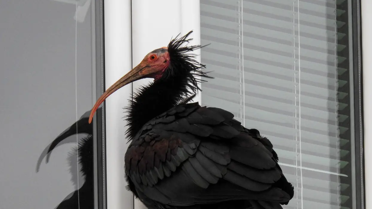 Uginula Gipsy, ženka ćelavog ibisa koja je od sredine siječnja boravila u Hrvatskoj