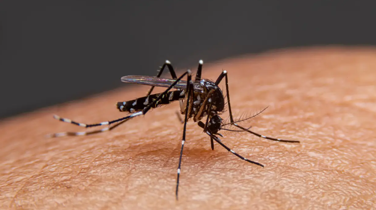 Grad Zagreb će u prirodu ispustiti 100.000 muških komaraca uvezenih iz Italije